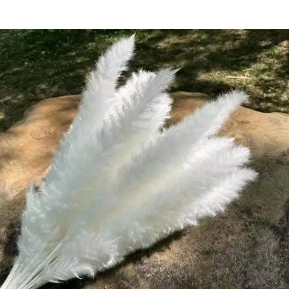 Decorative pampas Grass