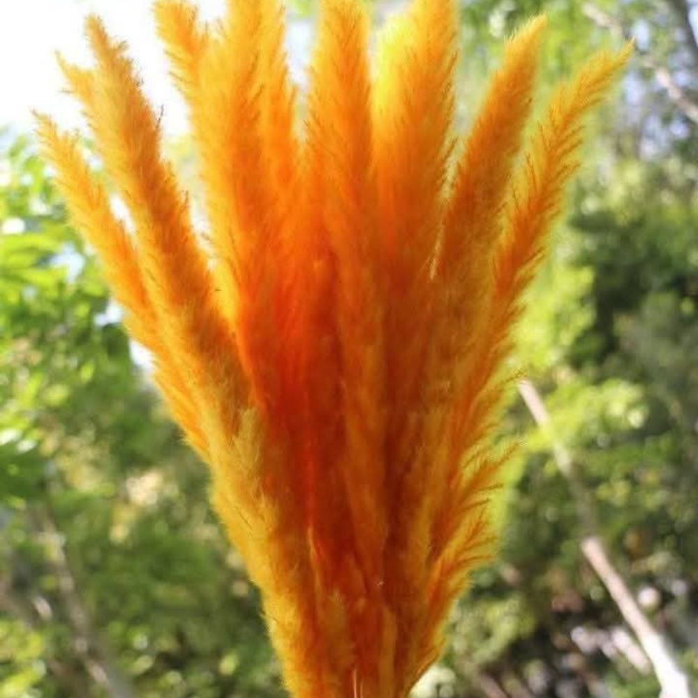 Decorative pampas Grass